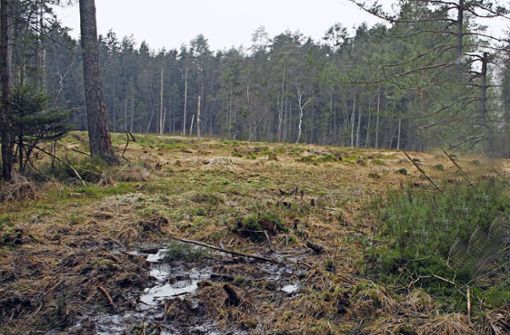 Das Rottenbacher Moor droht auszutrocknen. Mit notwendigen Entbuschungsarbeiten wurde im Winter 2022 ein erster Schritt unternommen, dieses zu erhalten. Foto: Rebhan