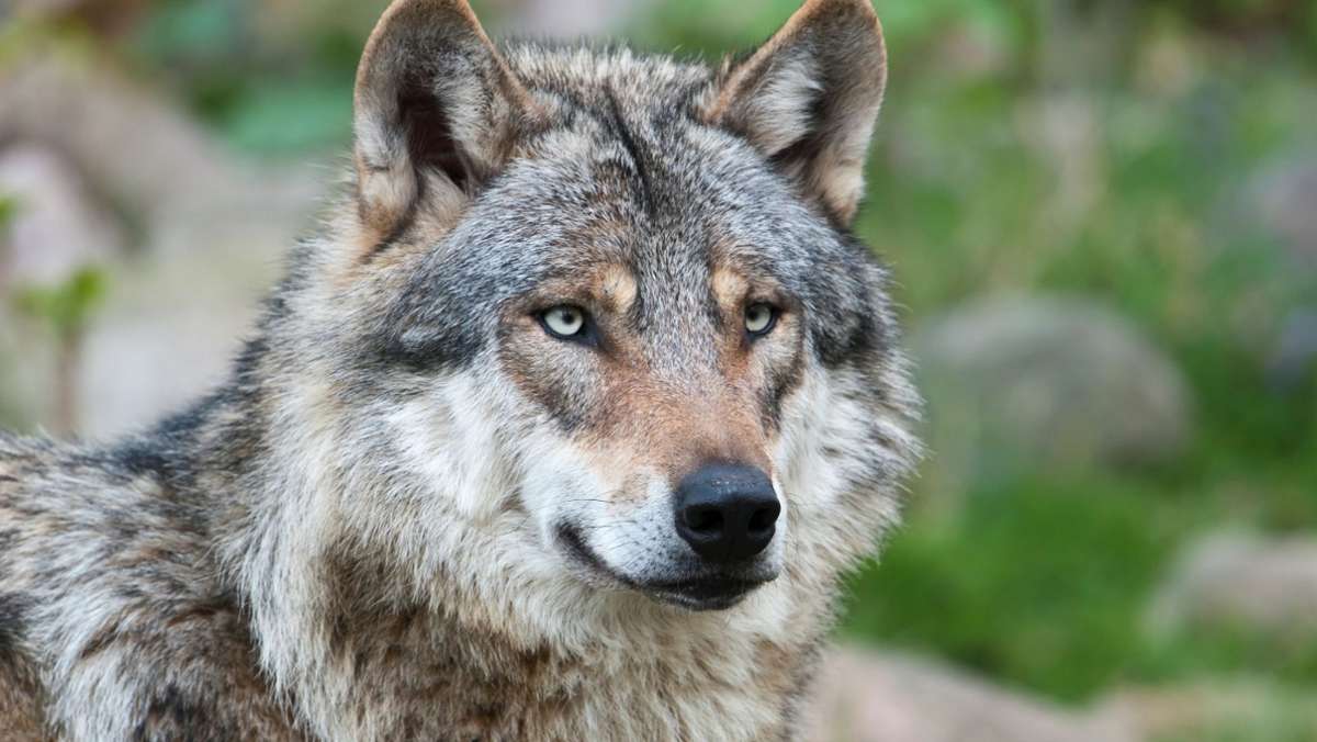 Vortrag über den Wolf: Wahrheit und Mythen über Isegrim
