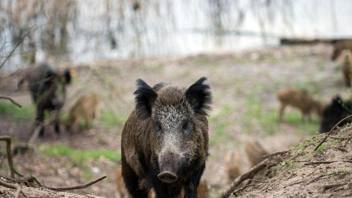 Furcht vor Schweinepest: Prämie für die Jagd auf Wildschweine