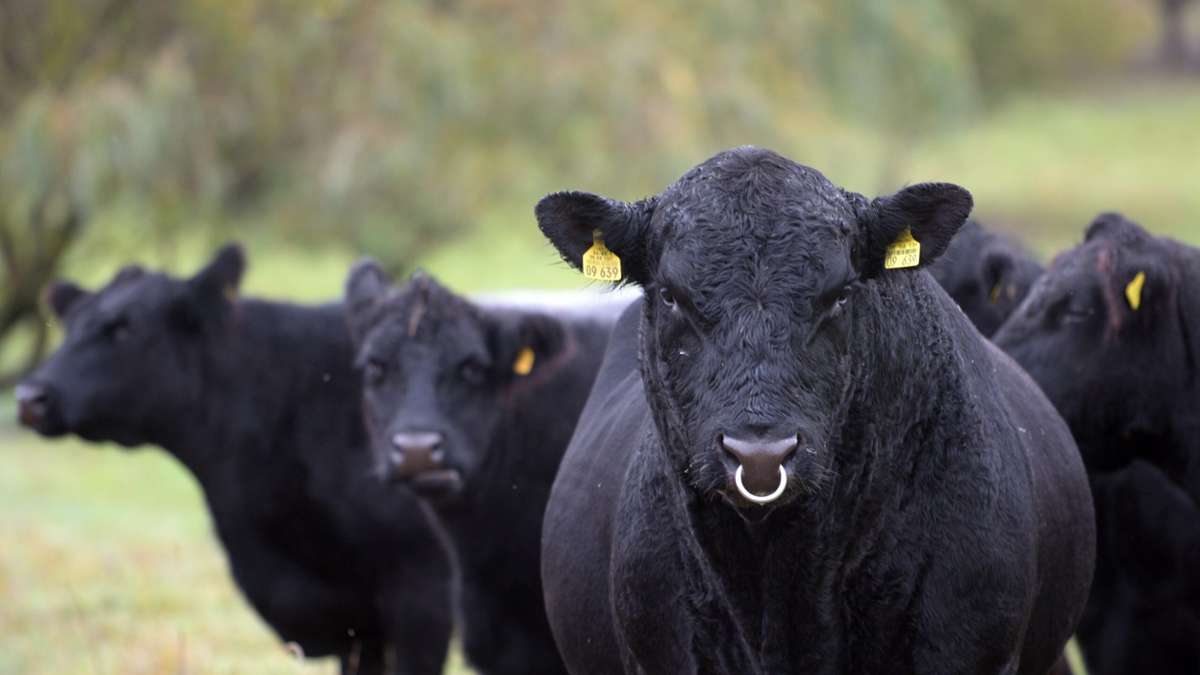 Coburg: Rinder-Betrug: Landwirt aus dem Coburger Land verkauft Herde und erhält kein Geld