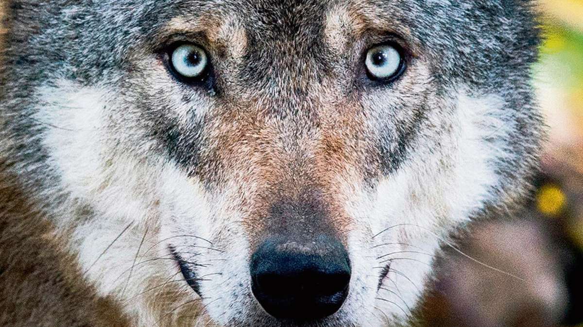 Aus der Region: Experten bestätigen Wolfssichtung in Ostthüringen