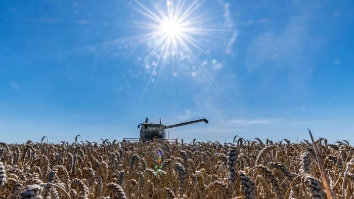 Bauern rechnen wegen Hitze mit schlechterer Getreideernte