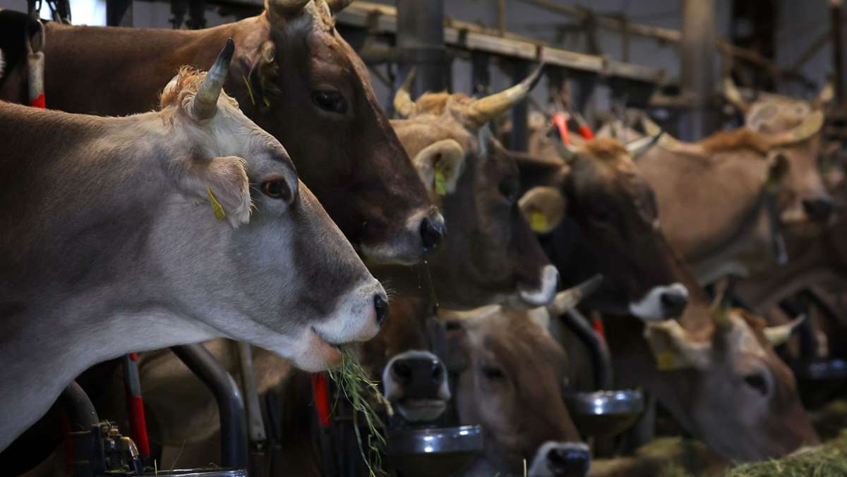 Amtsgericht Rosenheim: 33 Rinder verendet - Urteil gegen Landwirt erwartet