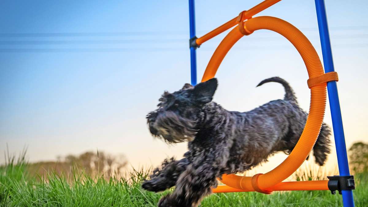 Haustier-Serie: Ein Hund kann mehr als Gassi gehen