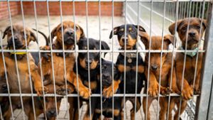 Oberfranken: Tierheime in der Region maßlos überlastet