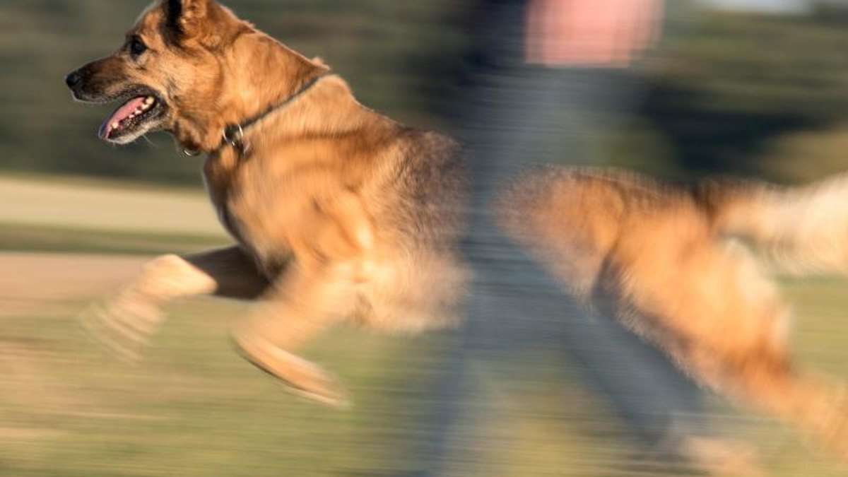 Coburg: Schäferhund beißt Frau in den Oberschenkel