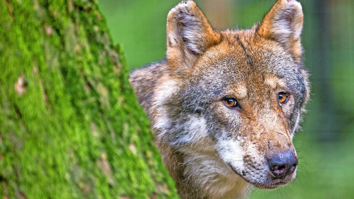 Zurück im Raum Coburg: Erste Wolfsspuren bereits vor sechs Jahren