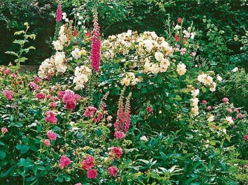 Nicht auf jedem Boden wachsen Rosen so üppig wie hier. Das Foto zeigt die beiden historischen Sorten "Cristata", eine pinkfarbene Centifolie, und "Penelope". Beide sind gut winterhart. Quelle: Unbekannt