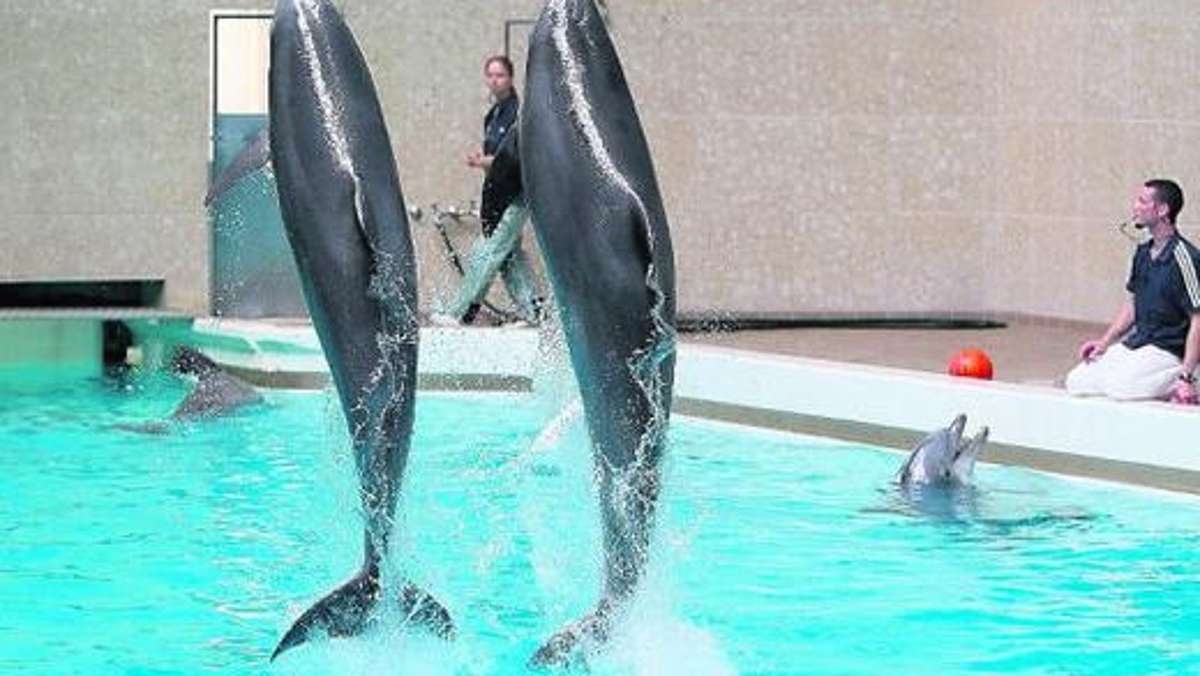 Aus der Region: Letzte Delfinshow in Nürnberg