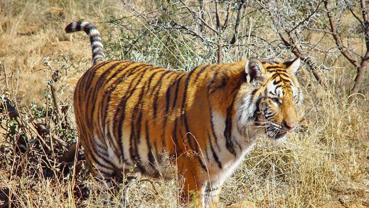 Johannesburg: Entlaufener Tiger sorgt in Südafrika für Schrecken