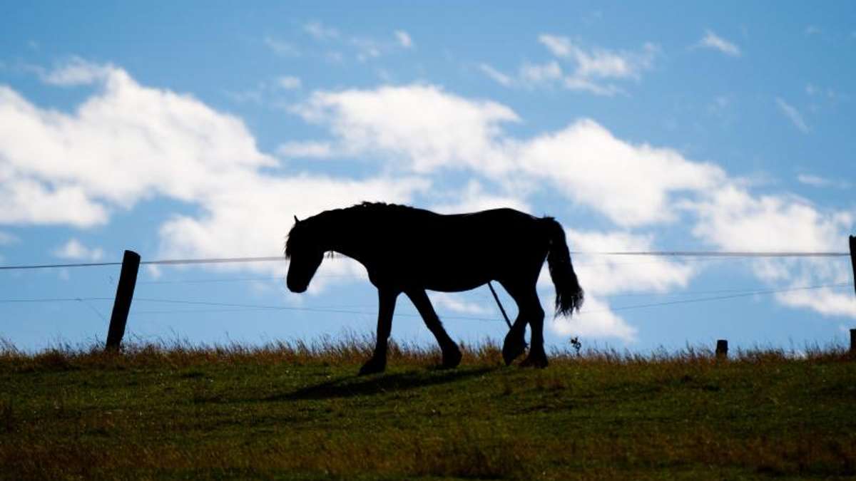Neustadt bei Coburg : Sonnefeld: Auf Pferd mit Messer eingestochen