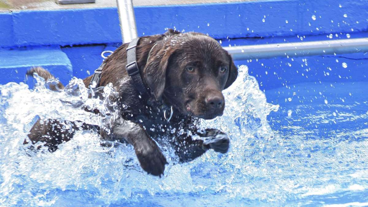 Am Wochenende in Coburg: Hundstage im Aquaria