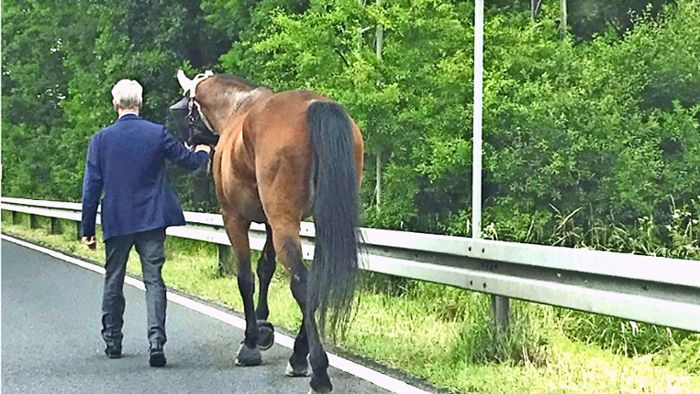 Ungewöhnliche Hilfsaktion: Michael Stoschek fängt Pferd ein
