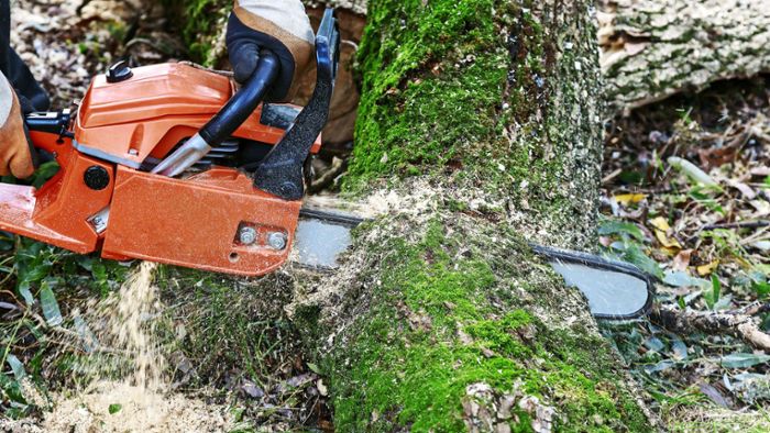 Landkreis Kulmbach: Mann bei Waldarbeiten tödlich verletzt
