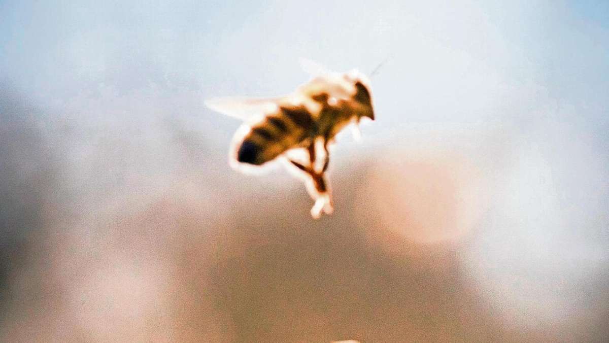 Rödental: Bienenplage im Wohngebiet