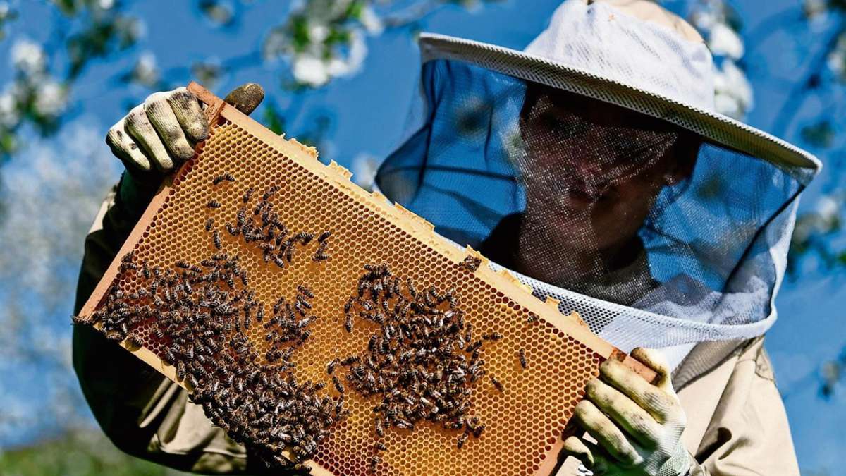 Coburg: Den Honig-Bienen geht es gut
