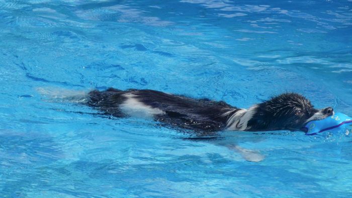 Hundeschwimmen in Eltmann: Freibad-Spaß für Vierbeiner