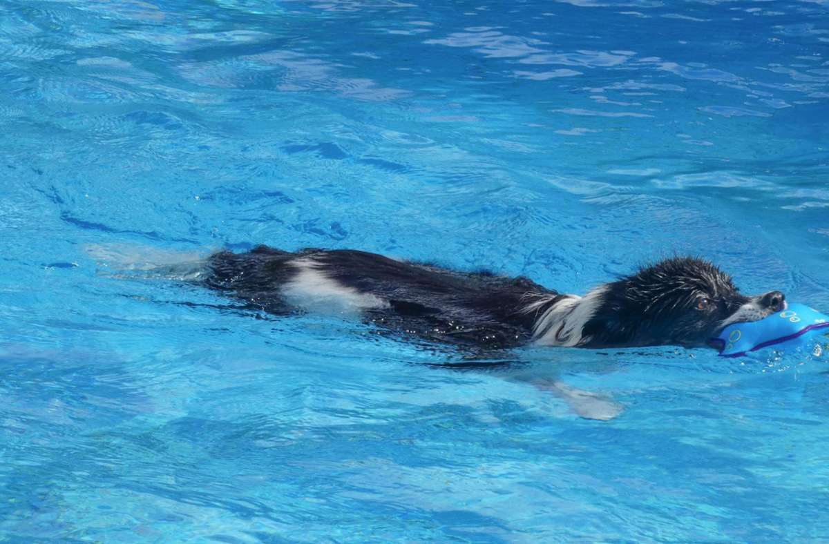 Im Eltmanner Freibad konnten am Samstag die Vierbeiner beim traditionellen Hundeschwimmen der Wasserwacht ihre Runden im Becken drehen.