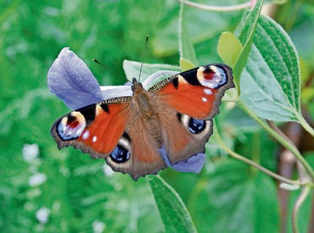 Tagpfauenauge auf einer Clematisblüte: Dieser farbenfrohe Schmetterling gehört zu den häufigsten, doch auch er lässt sich vor allem in Gärten blicken, auf landwirtschaftlich genutzten Flächen fehlt er. Foto: Elfriede Schneider