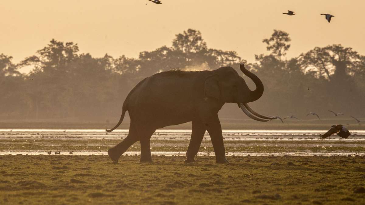 Tier-Tragödie in Indien: 18 Elefanten bei Gewitter in Indien gestorben