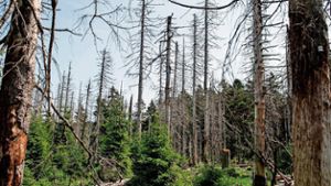Wald-Streit erreicht hohe Politik