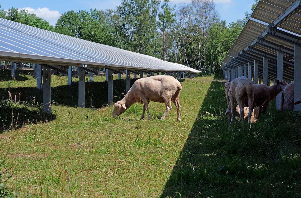 Wie der Geschäftsführer von SüdWerk, Manuel Zeller Bosse erklärte, sollen bei der Pflege des Solarparks auch Schafe eingebunden werden. Foto: Südwerk
