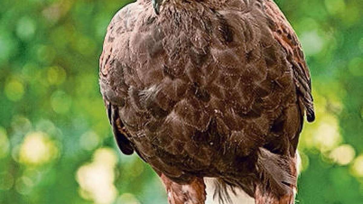 Sonneberg: Gesucht: Vogel entfliegt bei Falknerschau
