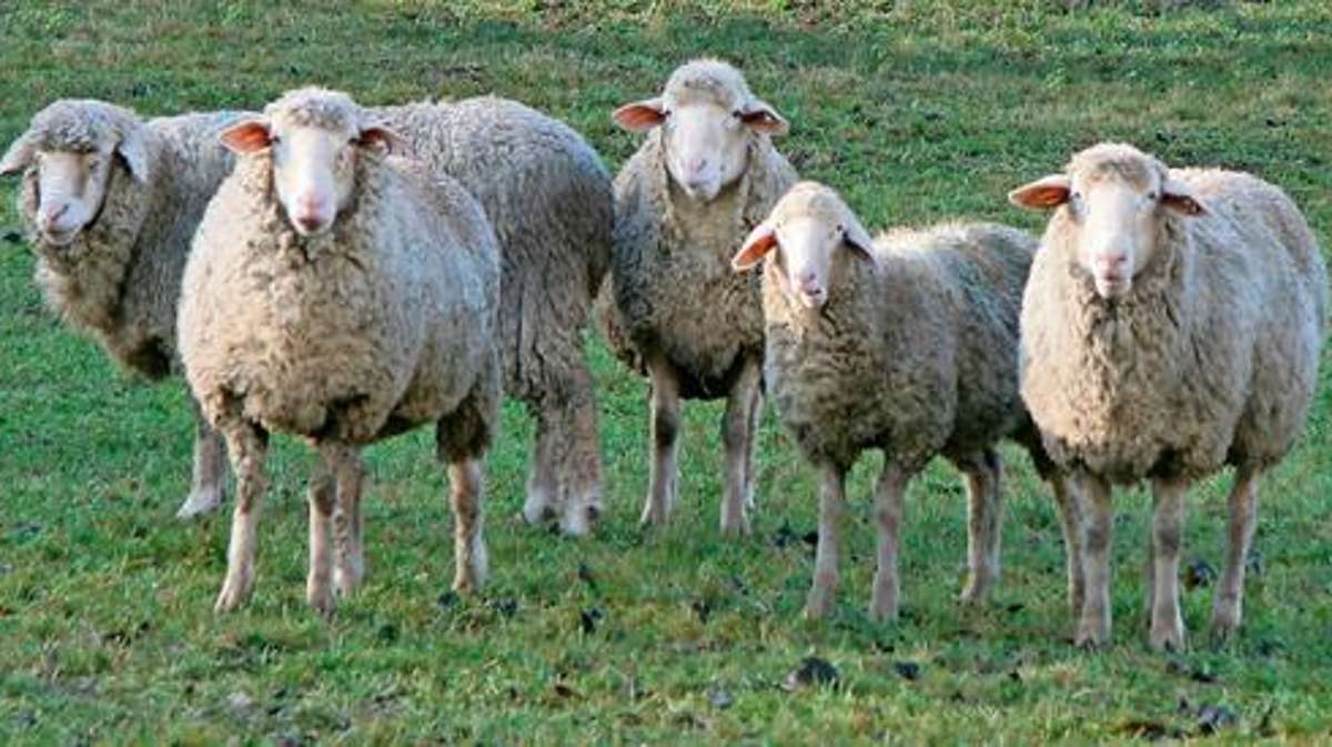 Kronach: Schafe als Landschaftspfleger