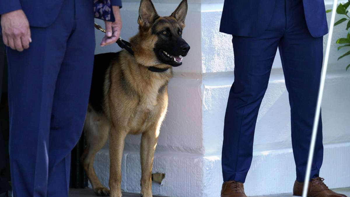Bisse von Commander: Hund von Joe Biden nicht mehr im Weißen Haus