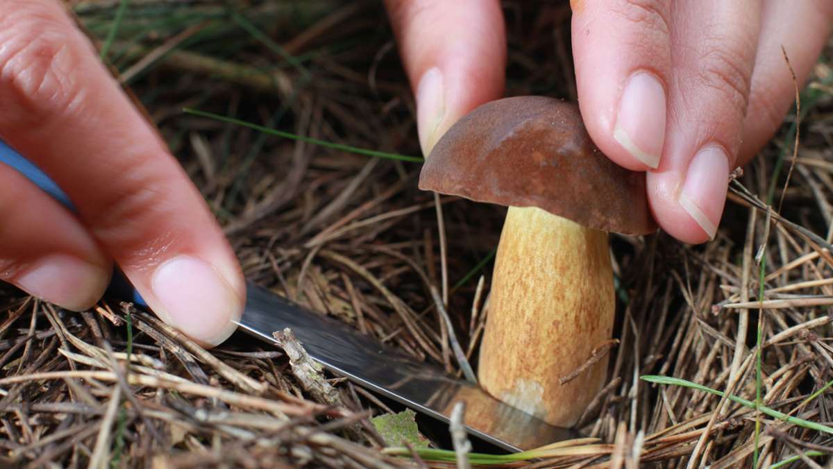 Coburger Land: Noch Hoffnung für Pilzsammler