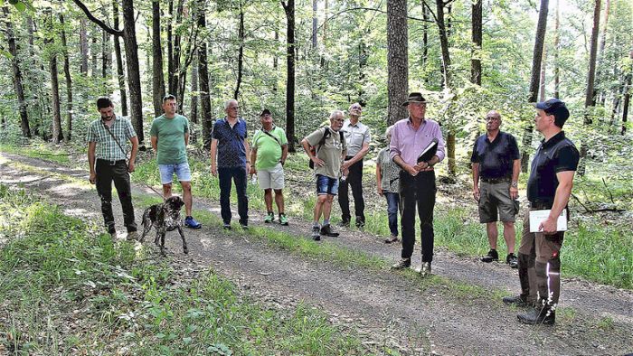 Waldgang in Ermershausen: Schwerpunkt liegt auf der Eiche