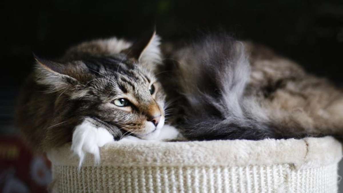 Lichtenfels: Katze schluckt Tabletten: Mann bedroht Auto-Fahrerin
