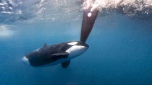 Orcas: Warum greifen Schwertwale Yachten an?