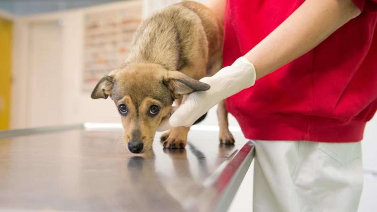 Aus der Region: Spaziergänger findet Giftköder: Hund in Klinik