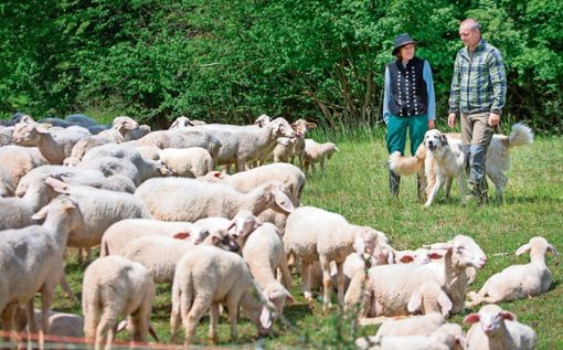 Wie hier bei Herbartswind, setzt der Zweckverband Grünes Band für die Pflege von Magerrasenflächen Schafe ein.	Archiv Foto: Michael Reichel