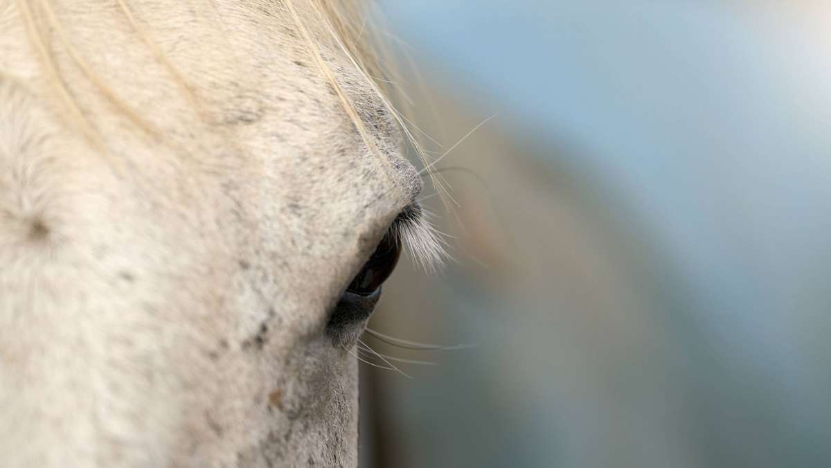 Japan: Mehr als hundert Pferde erleiden Sonnenstich bei Samurai-Festival