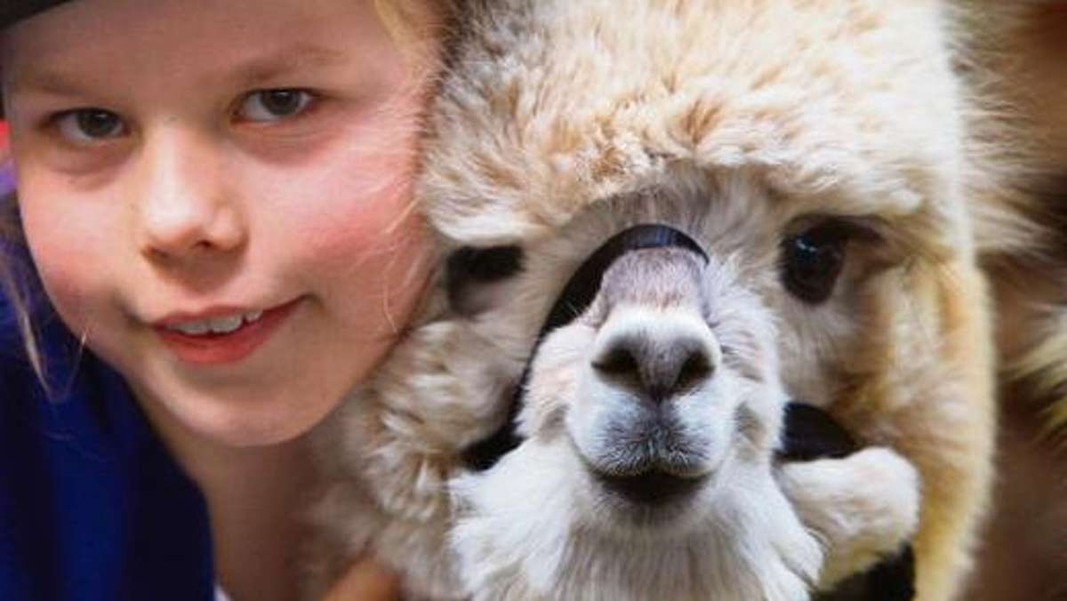 Coburg: Kuschel-Kamele in Obersiemau