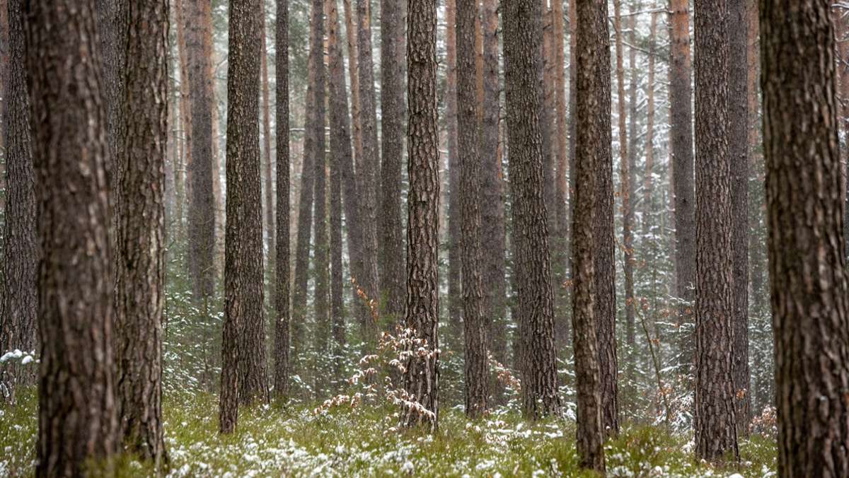 Vorfall im Allgäu: Schreitherapie im Wald endet mit Polizeieinsatz