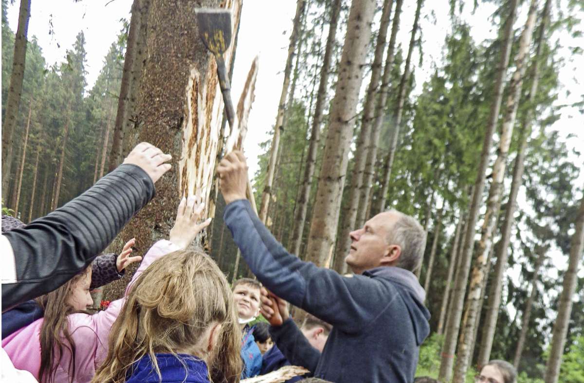 Die Fraßgänge des Borkenkäfers entdeckten die Grundschüler in der Rinde der vom Schädling befallenen Bäume.