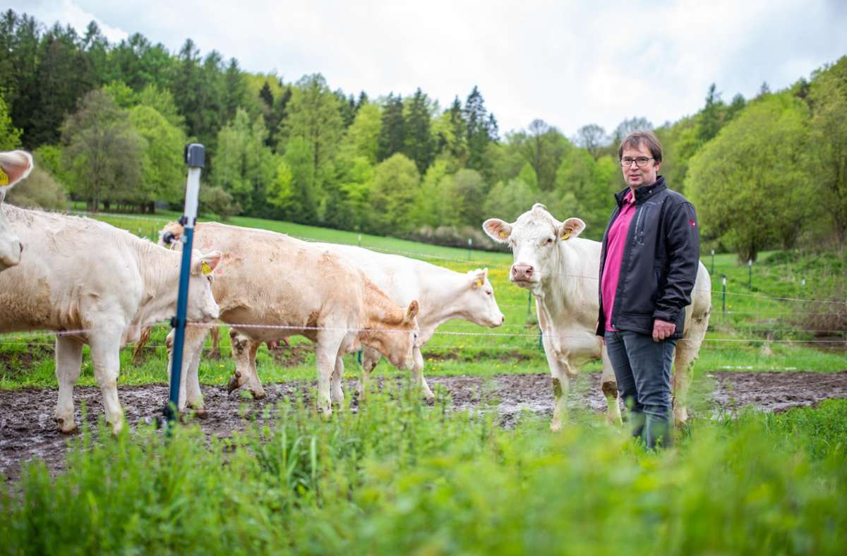 Die Kühe von Metzgermeister Erich Streng dürfen täglich auf die Weide.