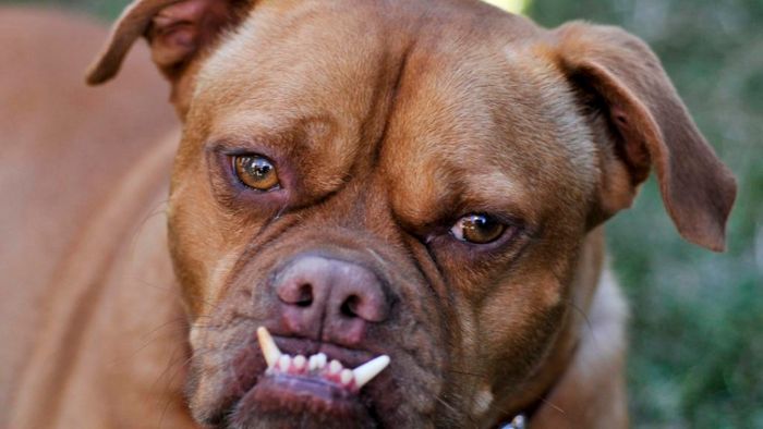 Boxer-Mischling beißt Nachbarshund tot und reißt dessen Herrchen Zehennägel aus