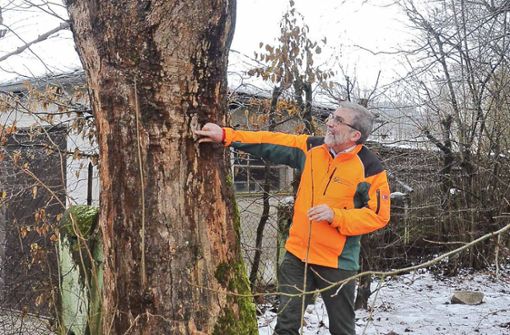 Forstbetriebsleiter Peter Hagemann zeigt den Stamm eines gut gewachsenen Ahornbaumes. Foto: /Karl-Heinz Hofmann