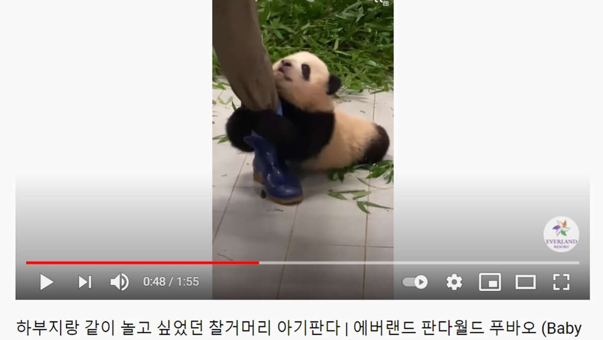 Zoo in Südkorea: Video von Riesenpanda-Baby wird zum Youtube-Hit