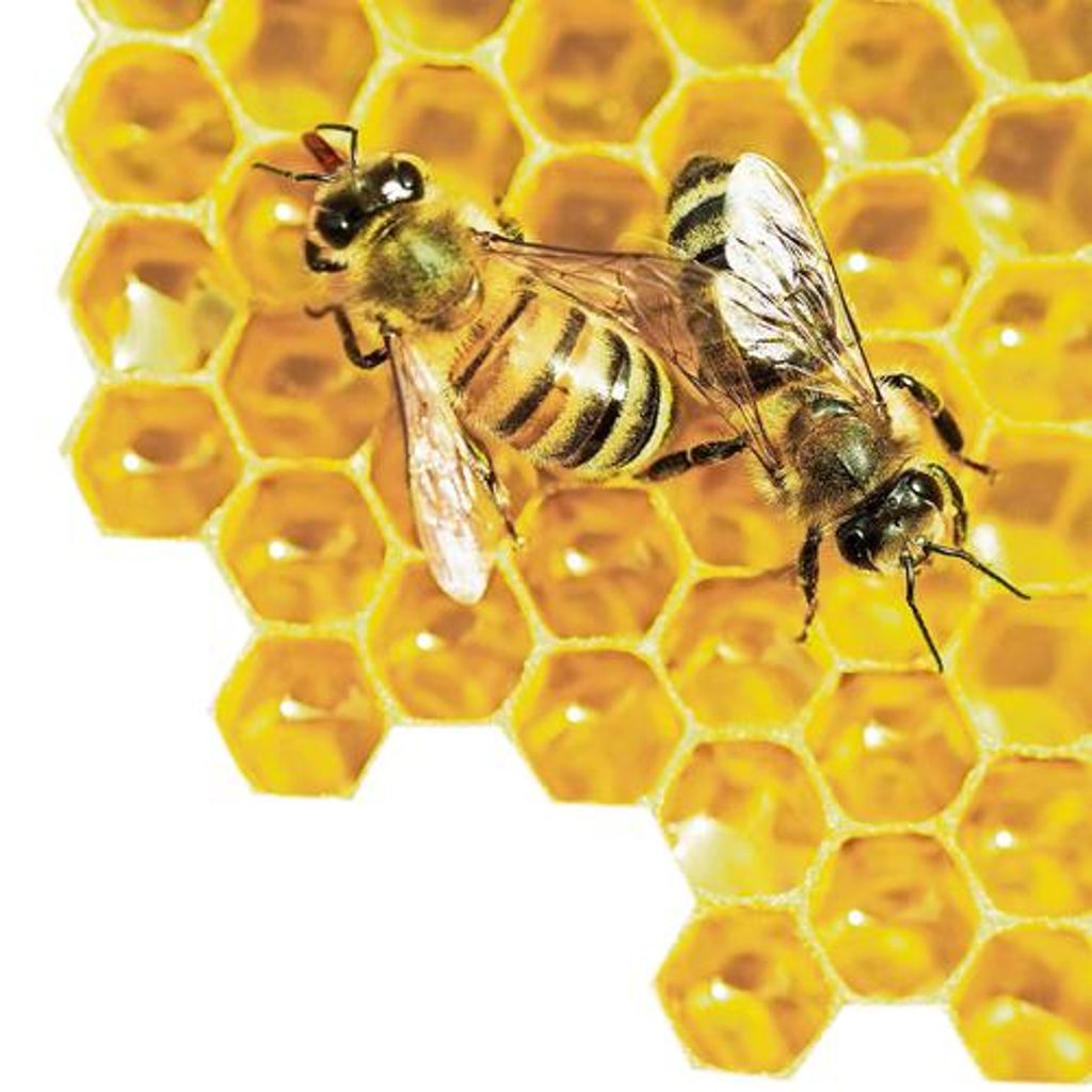Bienen kämpfen ums Überleben Quelle: Unbekannt