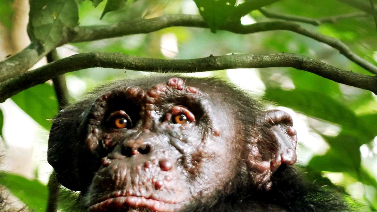 Lepra bei Schimpansen: Aussätzige im Regenwald