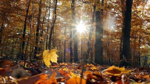 Thüringen plant Wald-Stilllegung bei Nordhalben