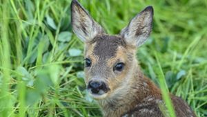 Kronach: Bambi in Todesgefahr