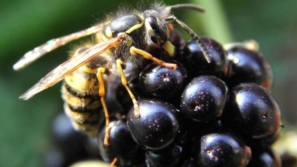 Aus der Region: Wespenstiche fordern zwei Todesopfer