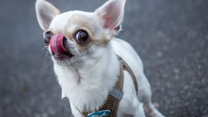 Chihuahua-Verkäufer entpuppt sich als Fake-Shop
