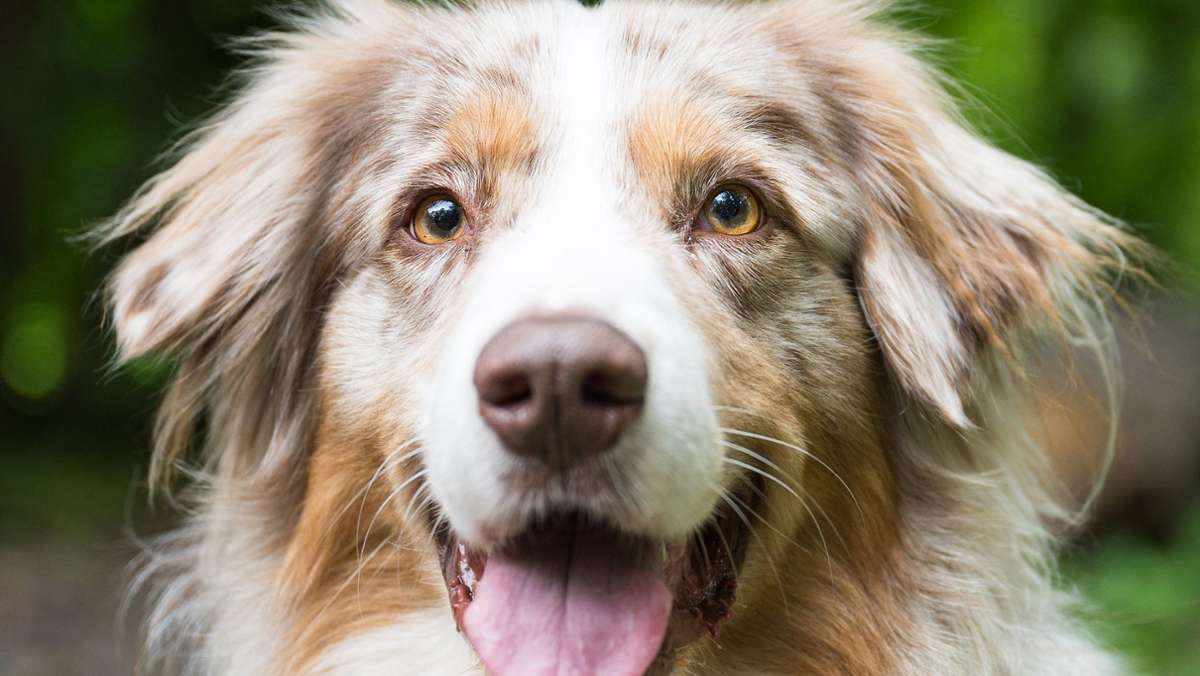 Kronacher Stadtrat: Kompromiss bei der Hundesteuer